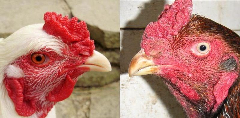 Các loại mồng gà chọi ảnh hưởng đến lối đá trên sân