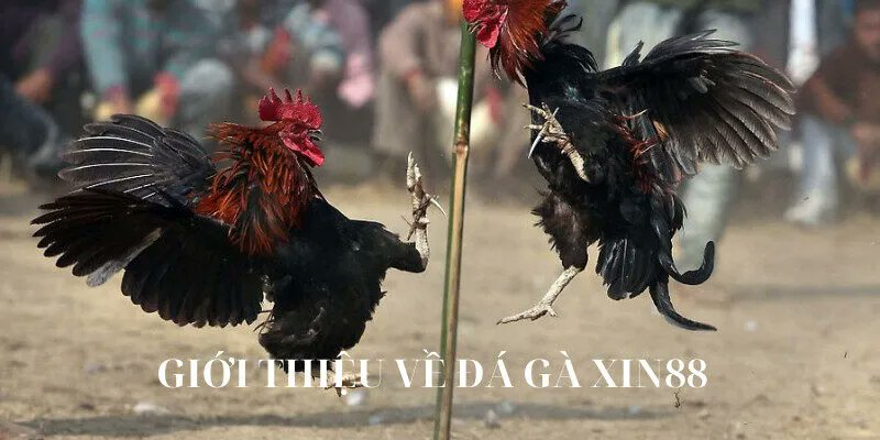 Giới thiệu về đá gà xin88