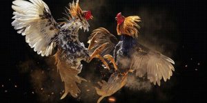 Tướng Chân Gà Chọi Hay Gặp