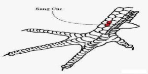 vảy song cúc